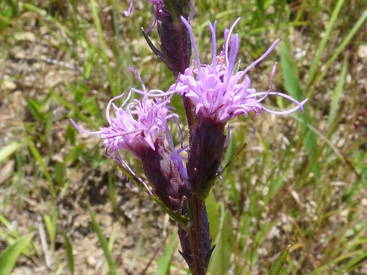 {Liatris cylindracea}